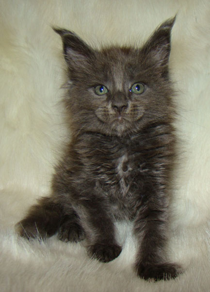     Catsvill County!   !    !       !!!    Catsvill County +7-926-544-74-09     .   ,   ,   ,    ,   ,  ,     ,   -,    ,   !